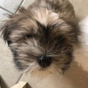 Meet your Posher, Armando gonzalez